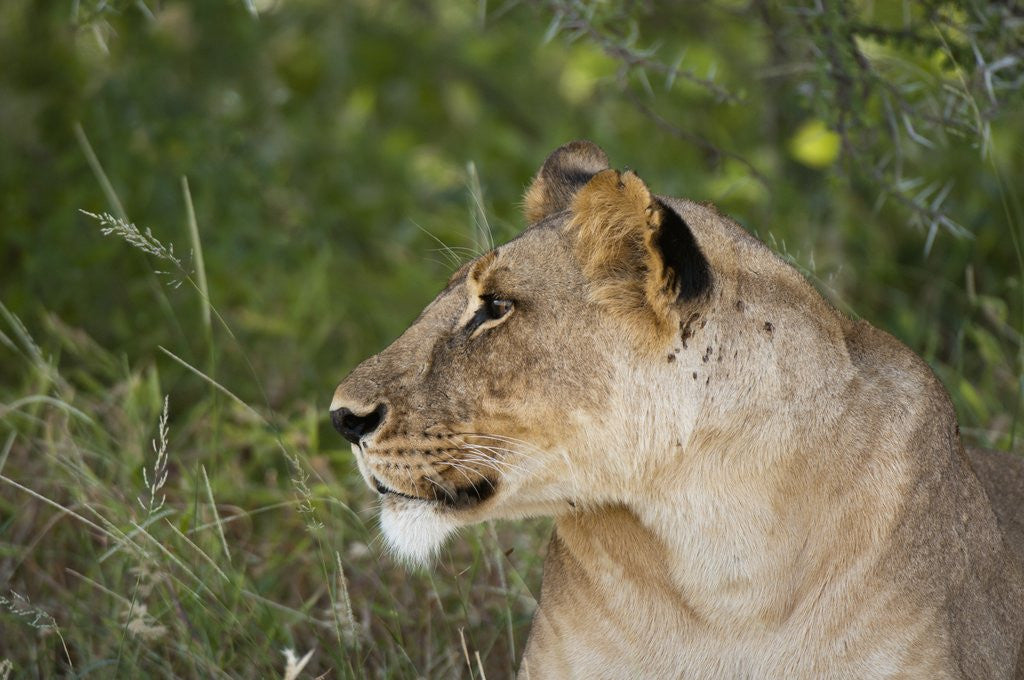 Detail of Lioness (Panthera leo), Samburu, Kenya by Anonymous