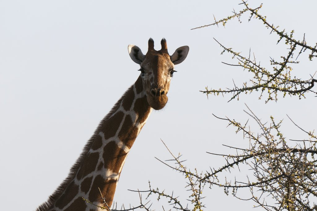 Detail of Masai Giraffe (Giraffa camelopardalis), Samburu, Kenya by Anonymous