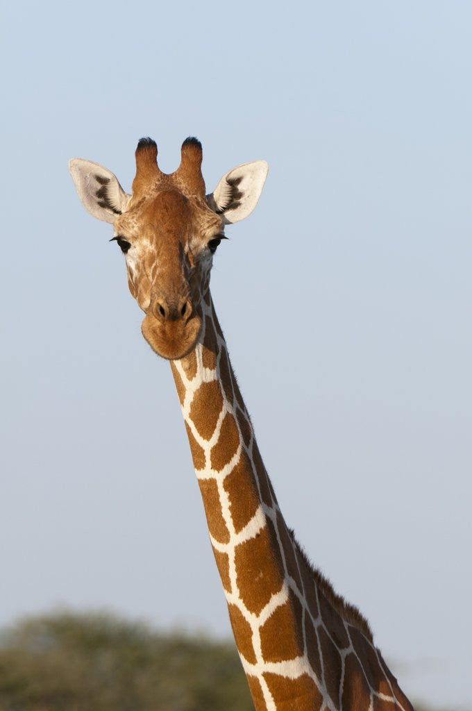 Detail of Masai Giraffe (Giraffa camelopardalis), Samburu, Kenya by Anonymous