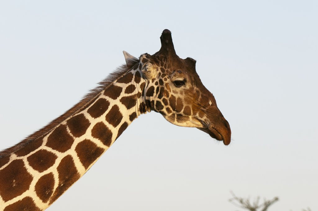 Detail of Masai Giraffe (Giraffa camelopardalis), Samburu, Kenya by Anonymous