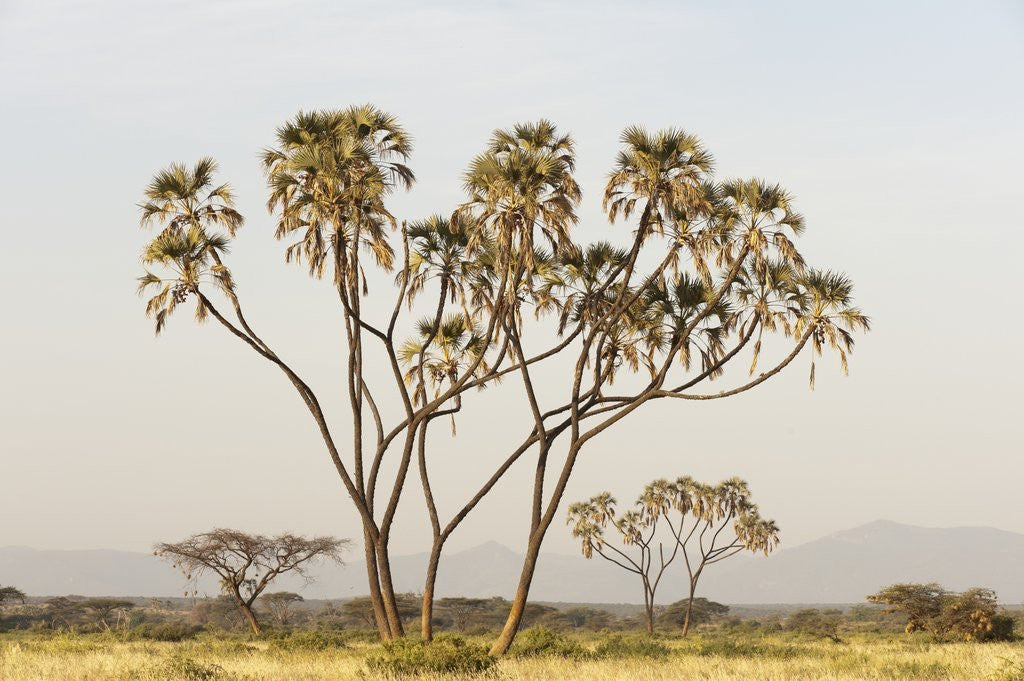 Detail of Doum Palm (Hyphaene coriacea), Samburu, Kenya by Anonymous