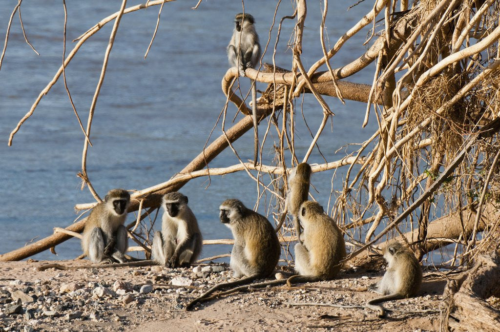 Detail of Black-Faced Vervet monkeys by Anonymous