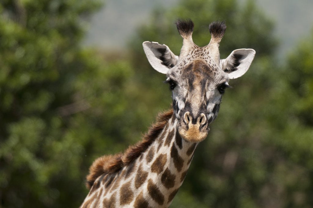 Detail of Masai Giraffe (Giraffa camelopardalis), Masai Mara, Kenya by Anonymous