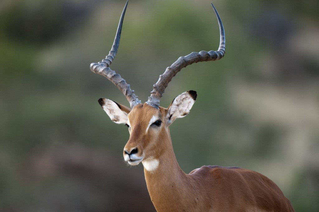 Detail of Impala (Aepyceros melampus), Samburu, Kenya by Anonymous