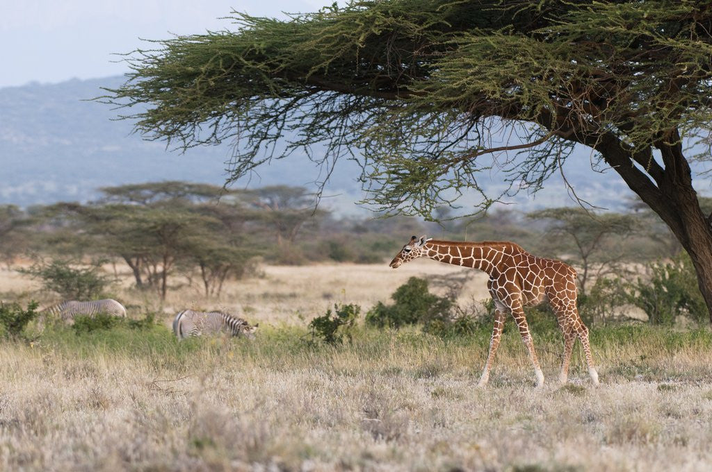 Detail of Masai Giraffe (Giraffa camelopardalis), Samburu, Kenya by Anonymous