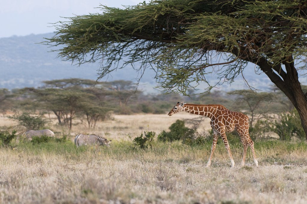 Detail of Masai Giraffe (Giraffa camelopardalis), Samburu, Kenya by Corbis