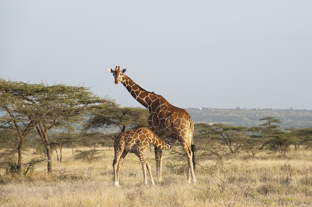 Detail of Masai Giraffe (Giraffa camelopardalis), Samburu, Kenya by Anonymous