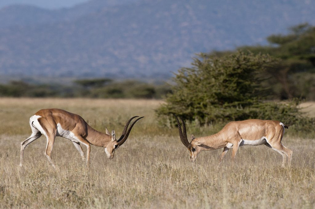 Detail of Grants Gazelle fighting by Anonymous