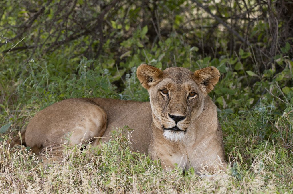 Detail of Lioness (Panthera leo), Samburu, Kenya by Anonymous