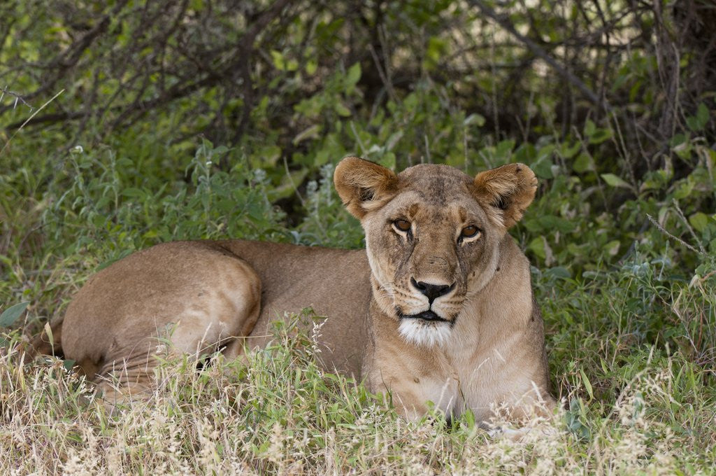 Detail of Lioness (Panthera leo), Samburu, Kenya by Corbis