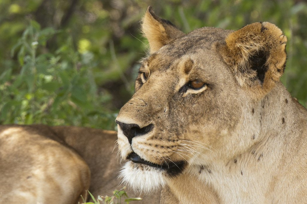 Detail of Lioness (Panthera leo), Samburu, Kenya by Anonymous