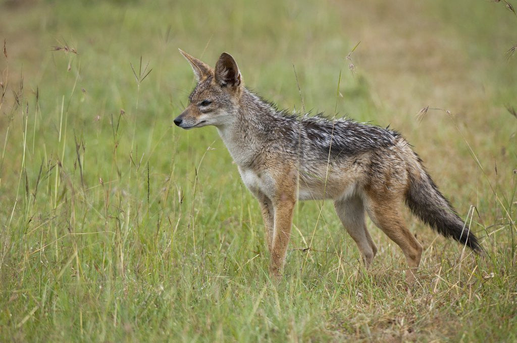 Detail of Black Backed Jackal (Canis mesomelas), Masai Mara, Kenya by Anonymous
