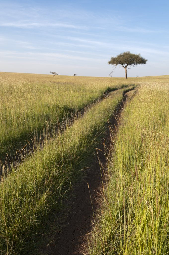 Detail of Road on savannah and Acacia, Masai Mara, Kenya by Anonymous