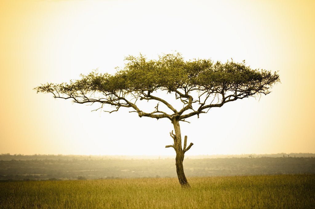 Detail of Acacia, Masai Mara, Kenya by Anonymous