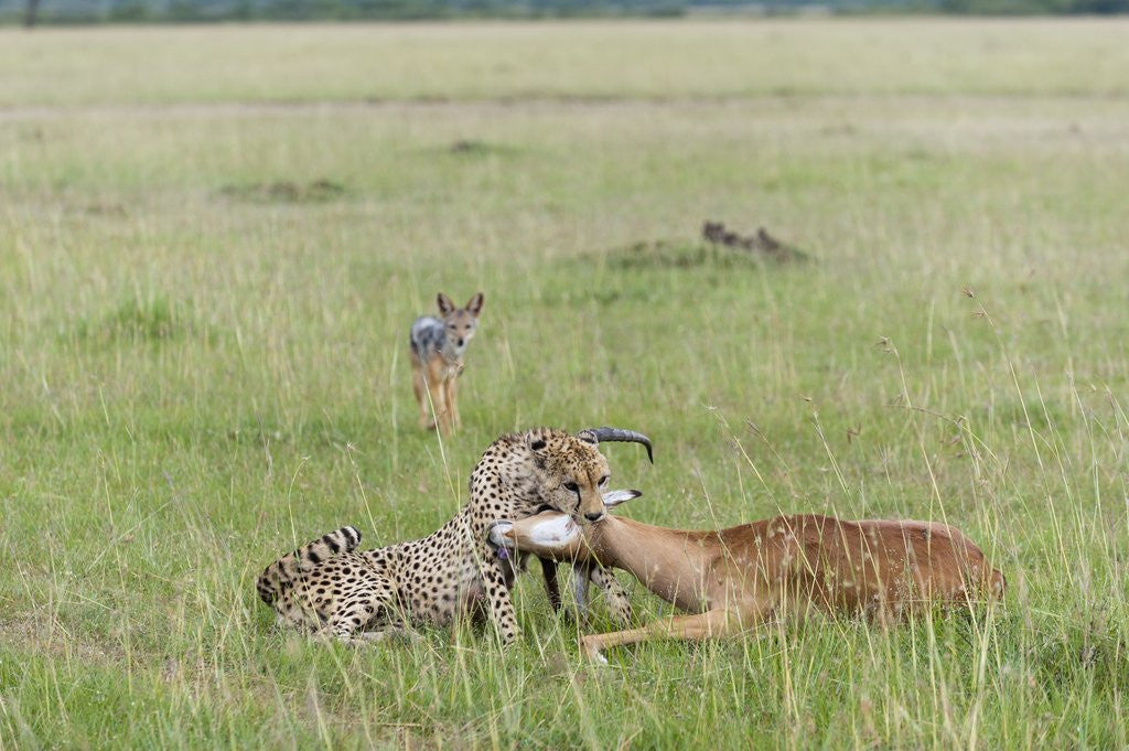 Detail of Cheetah (Acynonix jubatus) with Impala kill by Anonymous