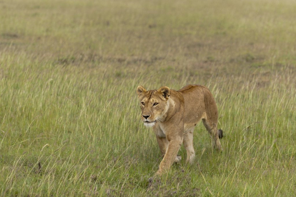 Detail of Lioness (Panthera leo), Masai Mara, Kenya by Corbis