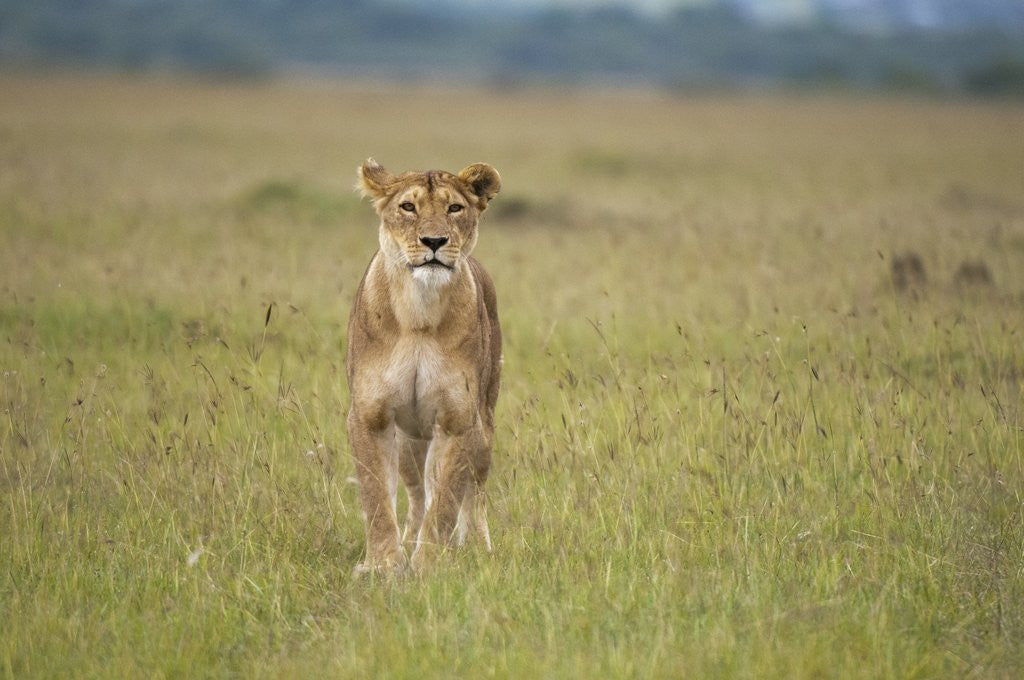 Detail of Lioness (Panthera leo), Masai Mara, Kenya by Anonymous