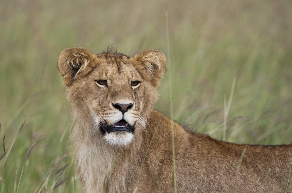 Detail of Young male Lion by Corbis