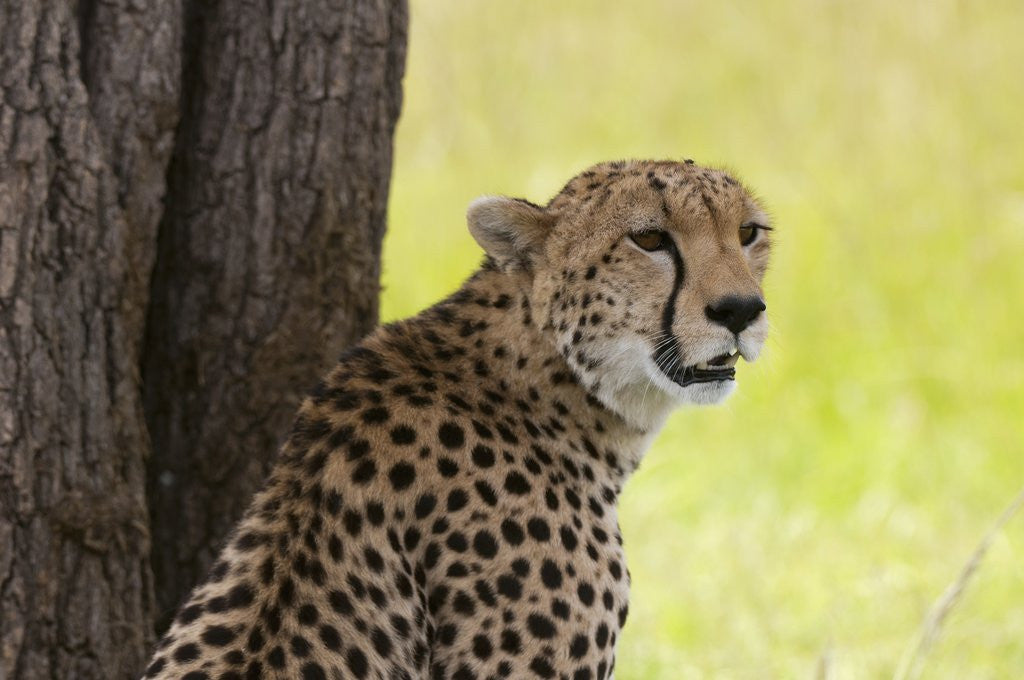 Detail of Cheetah (Acynonix jubatus), Masai Mara, Kenya by Anonymous