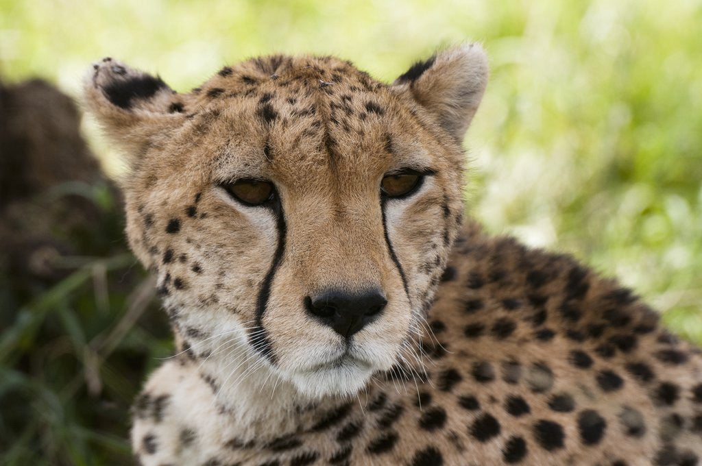 Detail of Cheetah (Acynonix jubatus), Masai Mara, Kenya by Anonymous