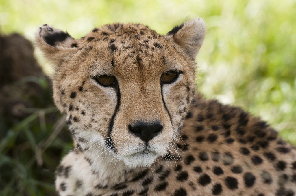 Detail of Cheetah (Acynonix jubatus), Masai Mara, Kenya by Corbis