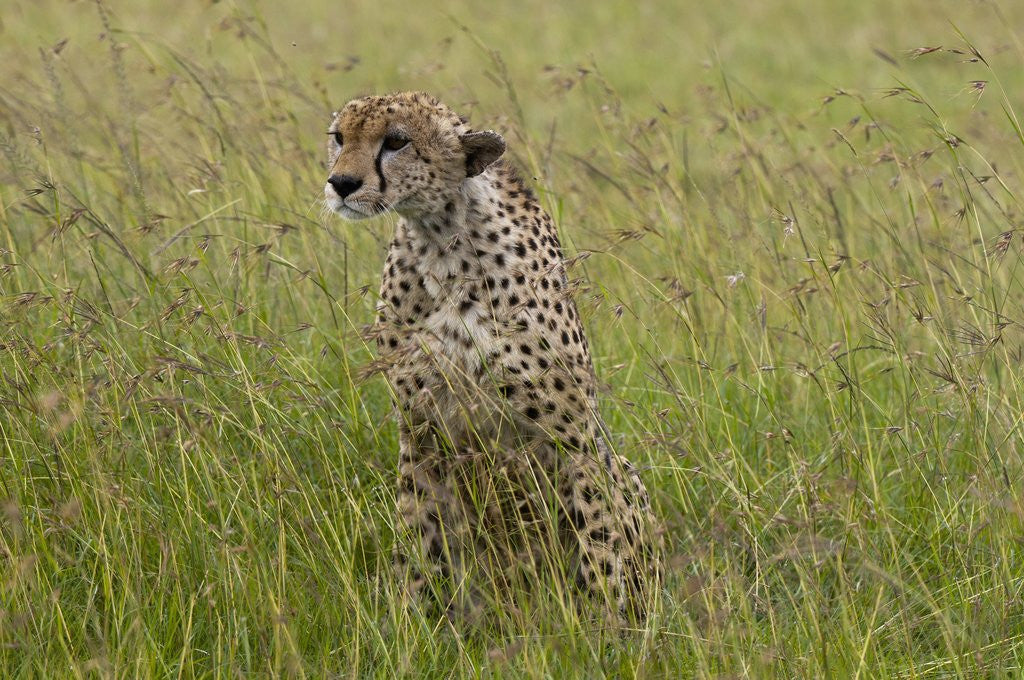 Detail of Cheetah (Acynonix jubatus), Masai Mara, Kenya by Anonymous