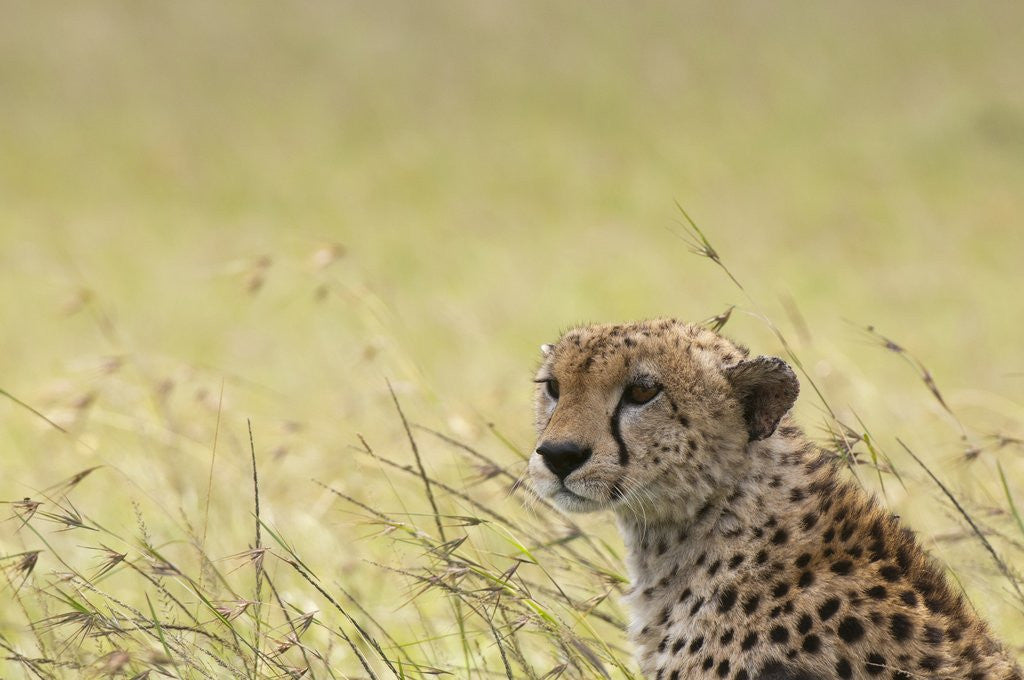 Detail of Cheetah (Acynonix jubatus), Masai Mara, Kenya by Corbis
