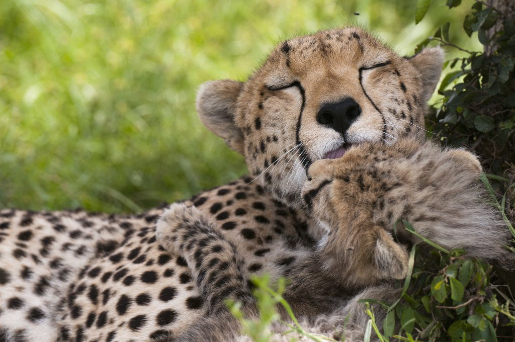 Detail of Cheetah (Acinonyx jubatus) and cub, Masai Mara, Kenya by Anonymous