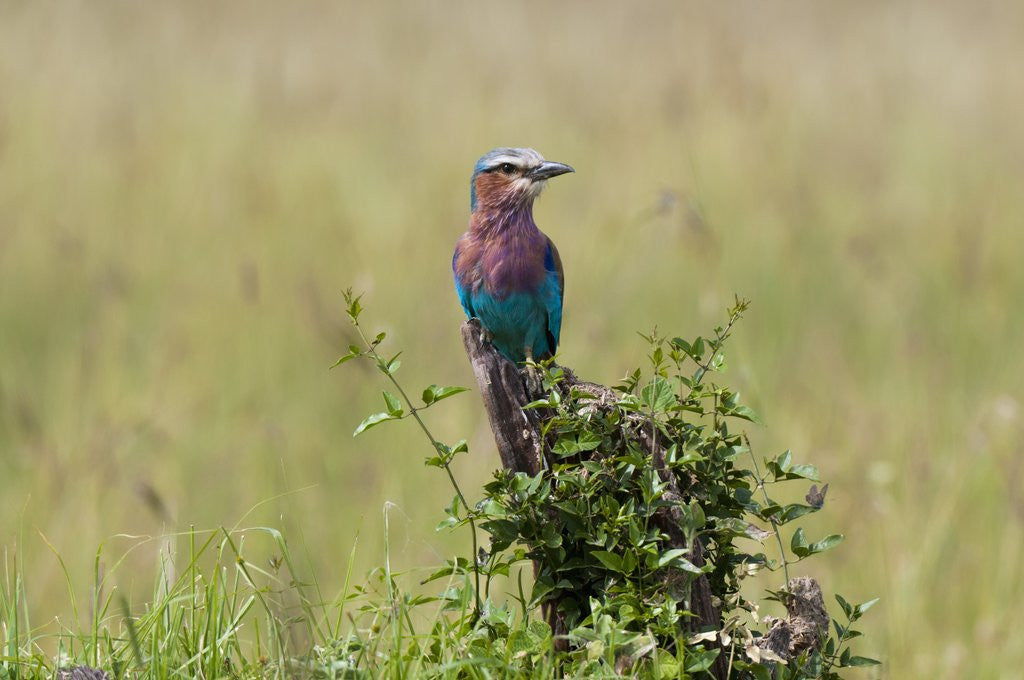 Detail of Lilac-breasted Roller (Coracias caudata), Masai Mara, Kenya by Anonymous