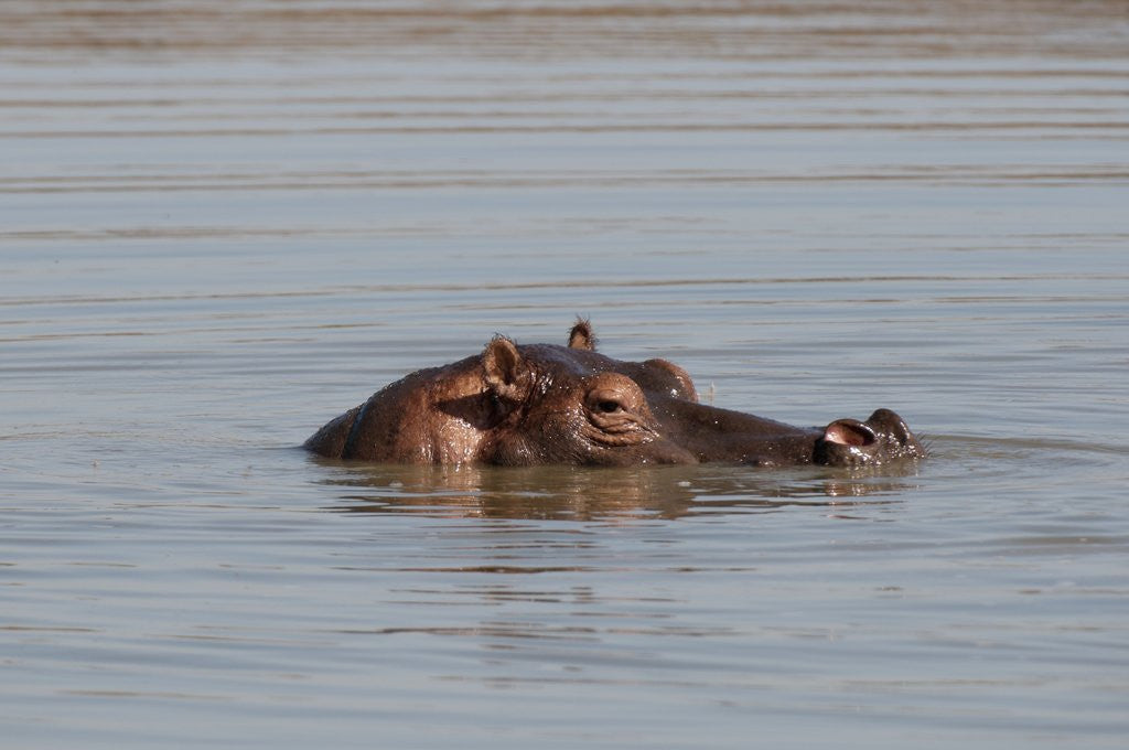 Detail of Hippopotamus, Masai Mara by Anonymous