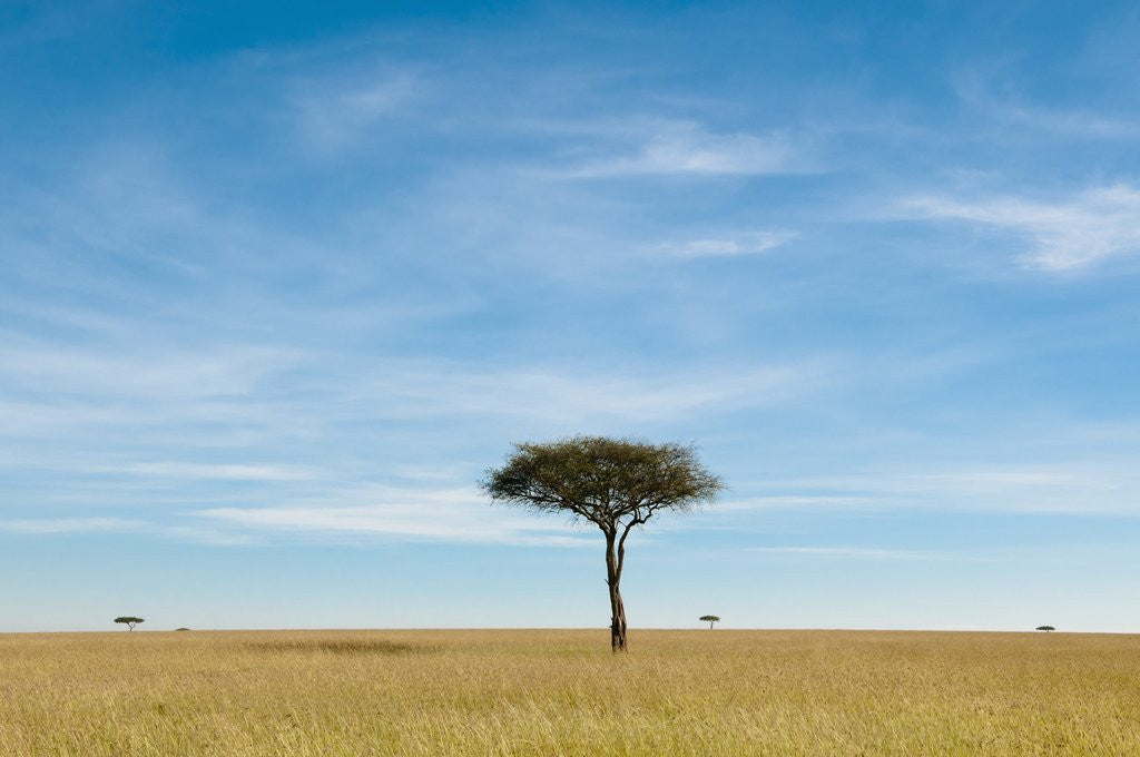 Detail of Acacia, Masai Mara, Kenya by Anonymous