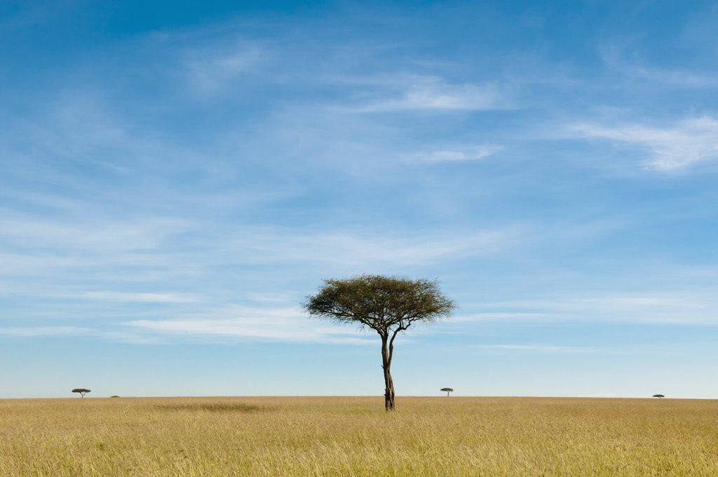 Detail of Acacia, Masai Mara, Kenya by Corbis