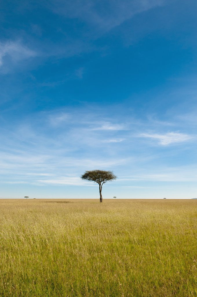 Detail of Acacia, Masai Mara, Kenya by Anonymous