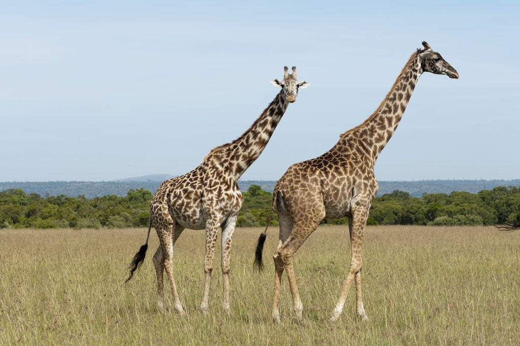 Detail of Masai Giraffe (Giraffa camelopardalis), Masai Mara, Kenya by Anonymous