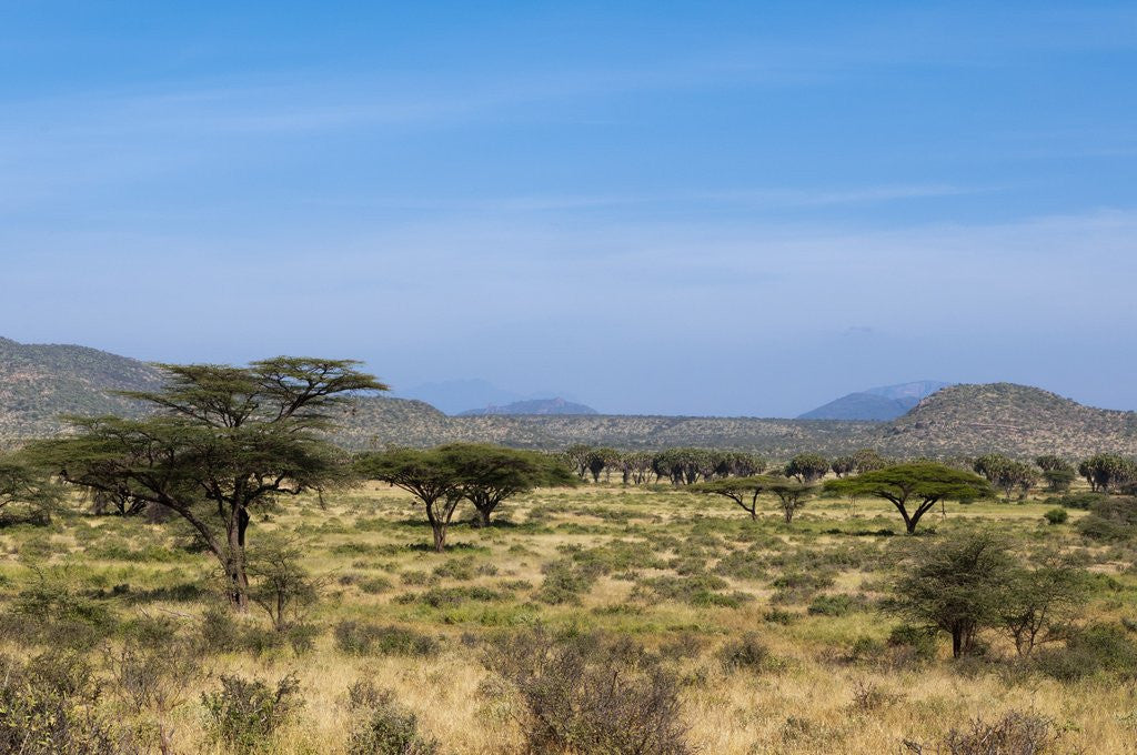 Detail of Samburu, Kenya by Anonymous