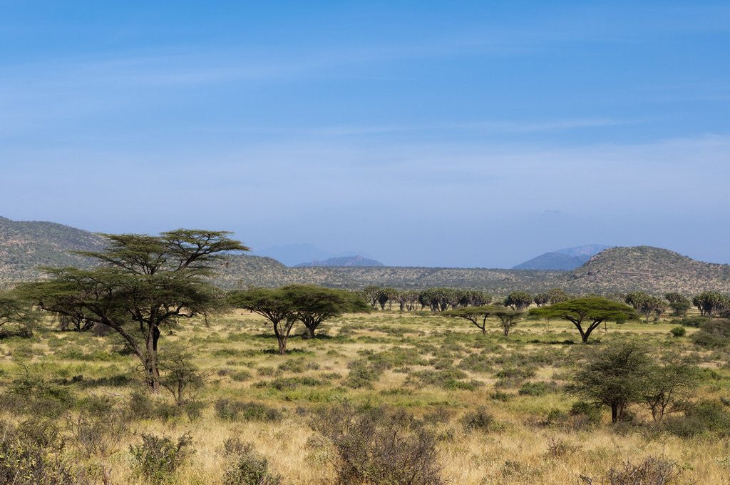 Detail of Samburu, Kenya by Corbis