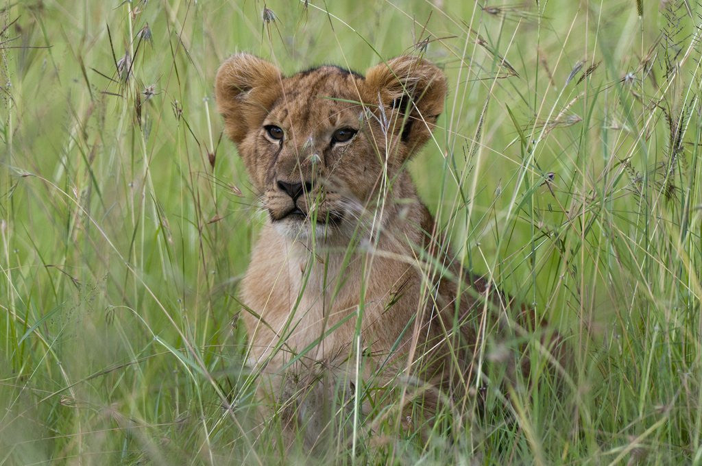 Detail of Lion cubs (Panthera leo), Masai Mara, Kenya by Anonymous