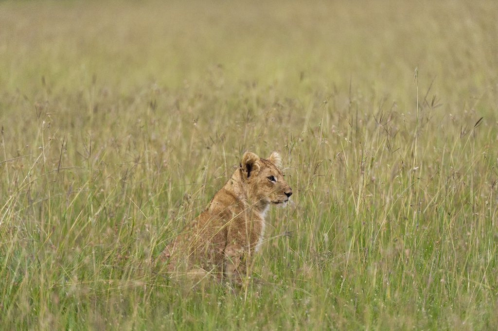 Detail of Lion cubs (Panthera leo), Masai Mara, Kenya by Corbis