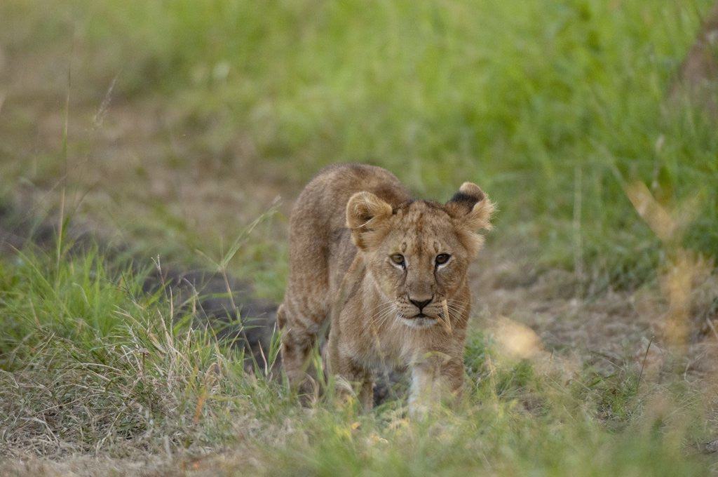 Detail of Lion cubs (Panthera leo), Masai Mara, Kenya by Corbis