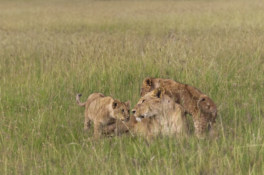 Detail of Lion cubs with mother by Anonymous
