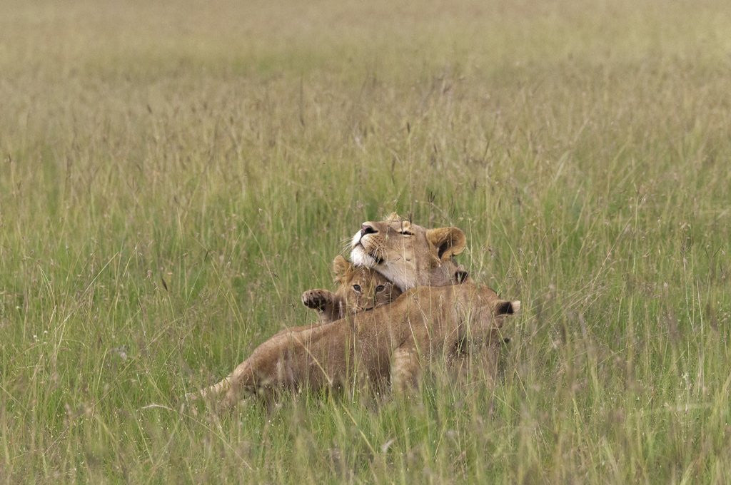 Detail of Lion cubs with mother by Anonymous