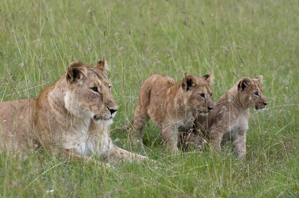 Detail of Lion cubs with mother by Corbis