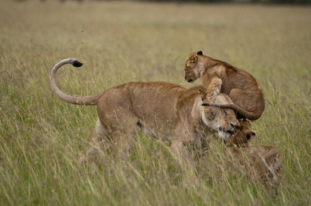Detail of Lioness and cub by Anonymous