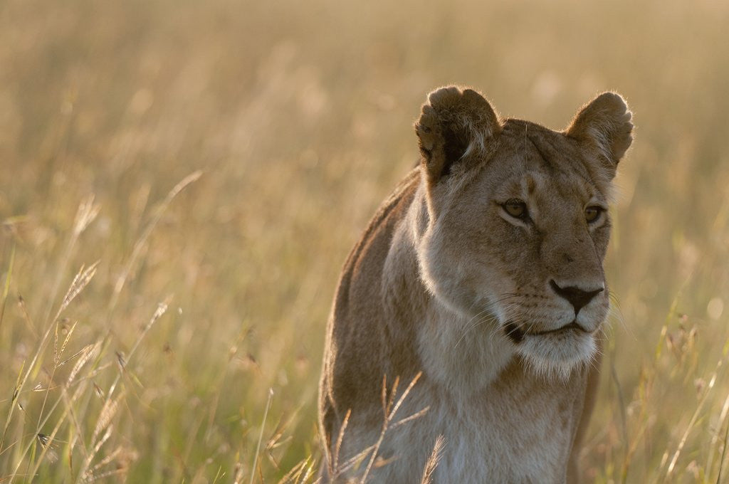 Detail of Lioness, Masai Mara by Anonymous