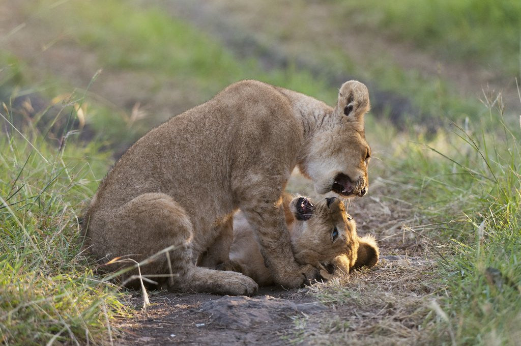 Detail of Lion cubs (Panthera leo), Masai Mara, Kenya by Anonymous