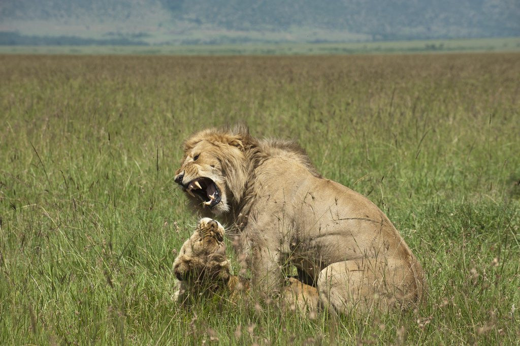 Detail of Lions mating by Anonymous