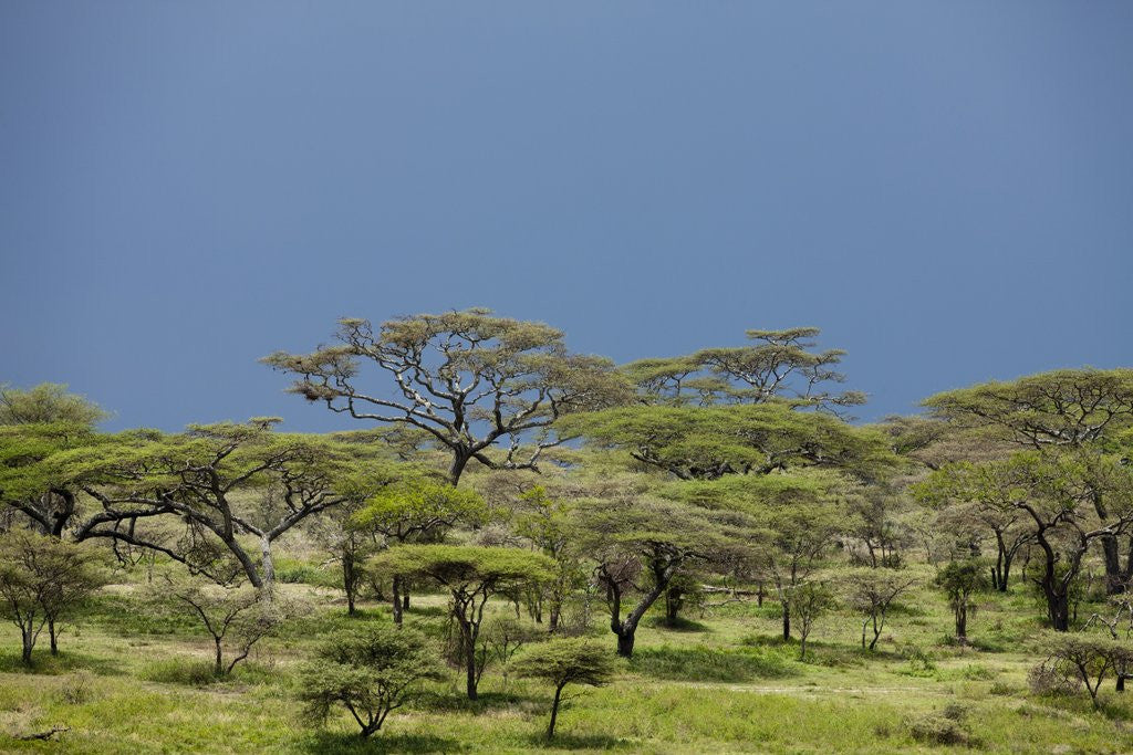 Detail of Ngorongoro Conservation Area, Tanzania by Anonymous