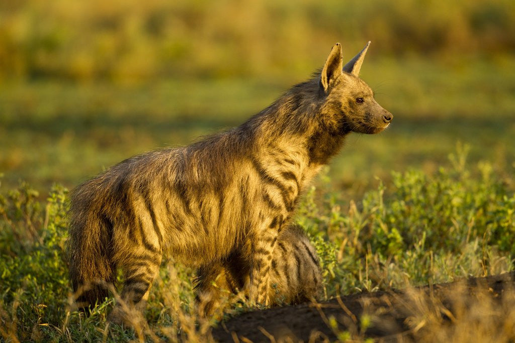 Detail of Aardwolf, Ngorongoro Conservation Area, Tanzania by Anonymous