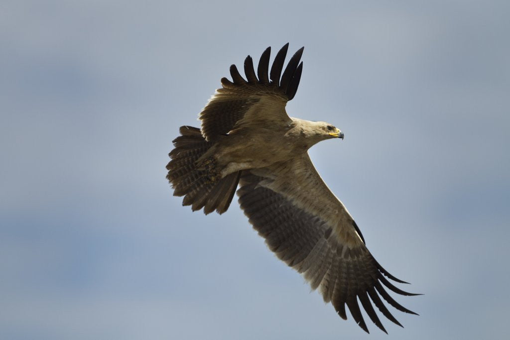 Detail of Tawny Eagle, Ngorongoro Conservation Area, Tanzania by Anonymous