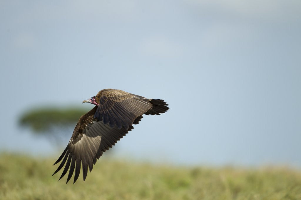 Detail of Hooded Vulture, Ngorongoro Conservation Area, Tanzania by Anonymous